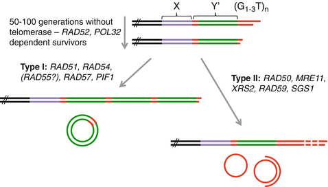 Mechanisms And Consequences Of Break Induced Replication Springerlink Mechanisms And Consequences Of Break Induced Replication Springerlink