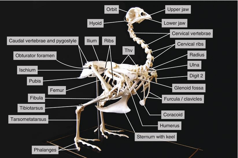 Dissection of a Chicken ( Gallus domesticus) SpringerLink