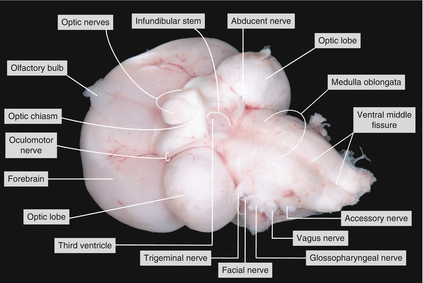 Dissection of a Chicken ( Gallus domesticus) SpringerLink