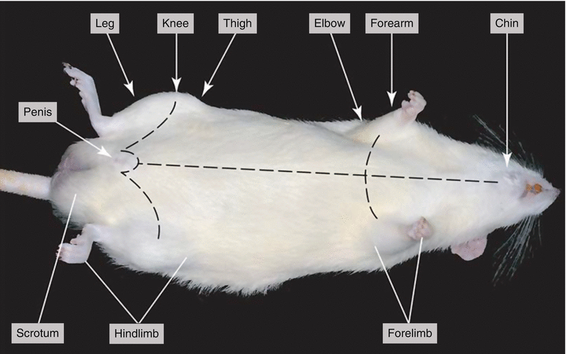 Dissection of the Rat ( Rattus norvegicus) SpringerLink