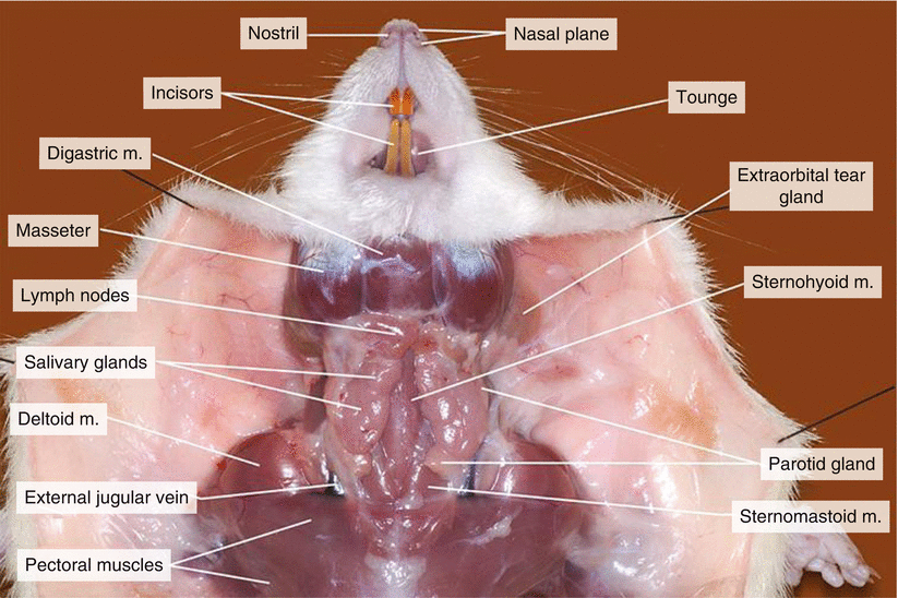 Dissection of the Rat ( Rattus norvegicus) | SpringerLink