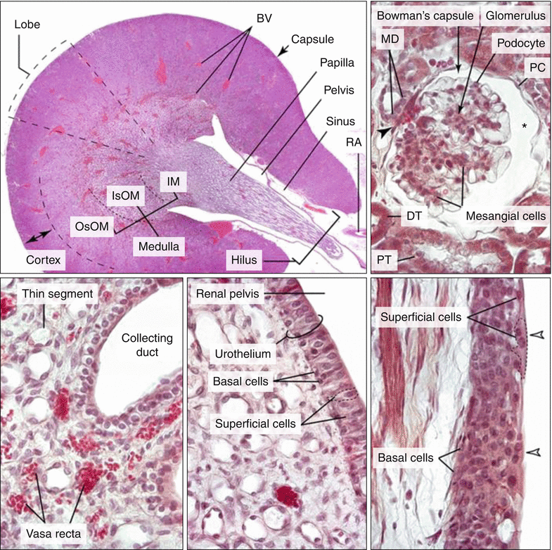 Dissection Of The Rat Rattus Norvegicus Springerlink