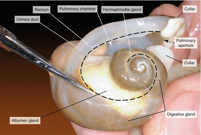 Dissection of a Snail ( Helix pomatia) SpringerLink