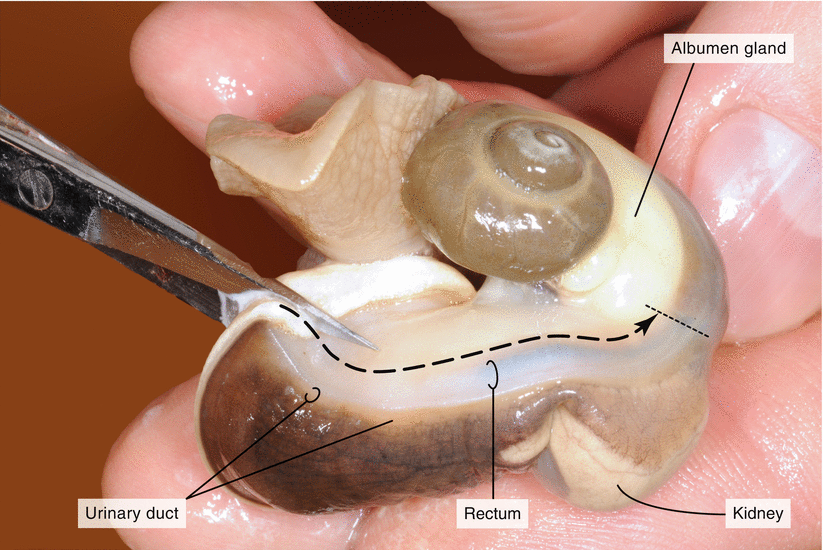 Dissection of a Snail ( Helix pomatia) SpringerLink