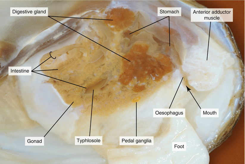 Dissection of a Freshwater Mussel ( Anodonta anatina) SpringerLink