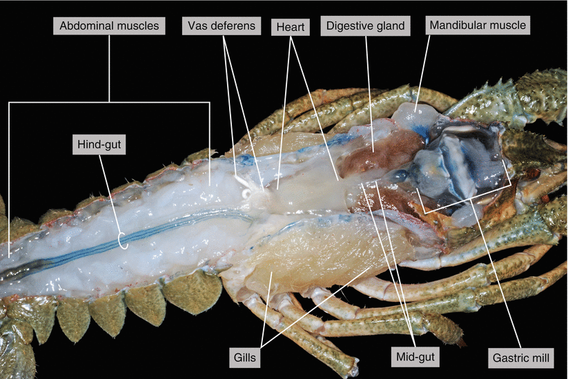 Dissection of a Crayfish ( Astacus astacus) | SpringerLink