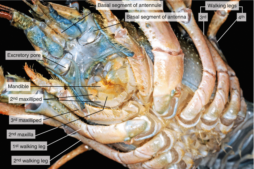 Dissection of a Crayfish ( Astacus astacus) SpringerLink