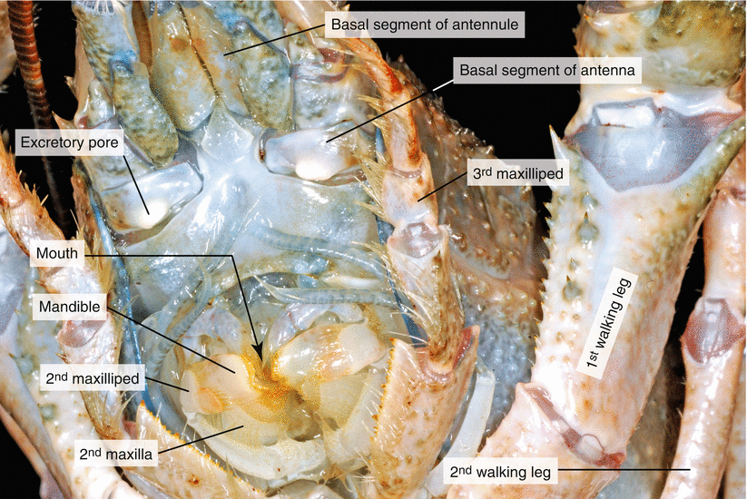 Dissection of a Crayfish ( Astacus astacus) SpringerLink