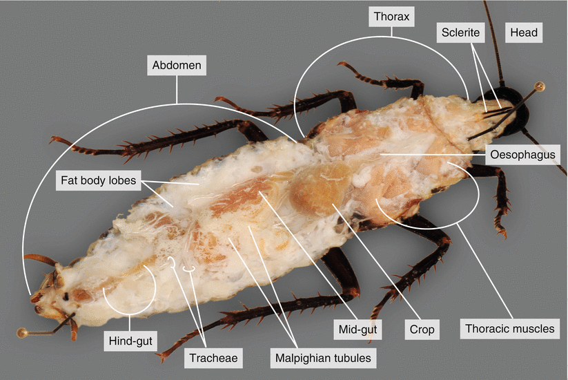 Dissection of a Cockroach ( Blaberus sp.) SpringerLink