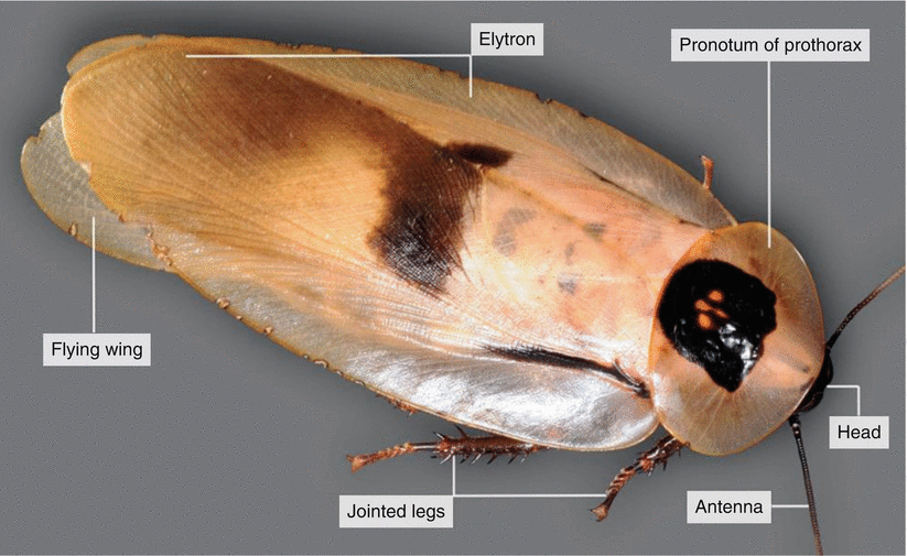 Dissection of a Cockroach ( Blaberus sp.) SpringerLink
