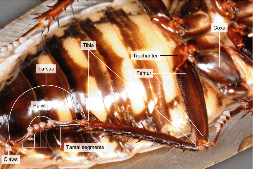 Dissection of a Cockroach ( Blaberus sp.) SpringerLink