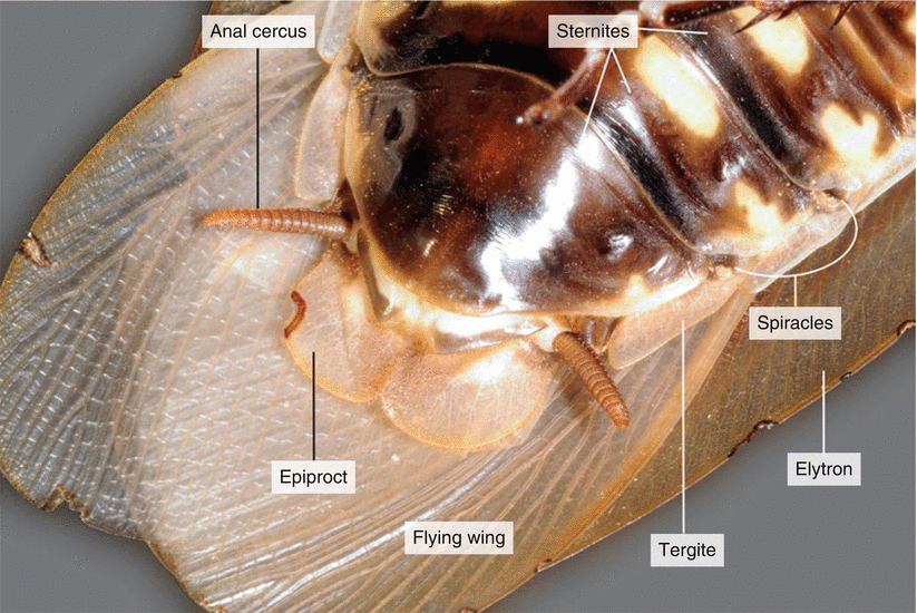Dissection of a Cockroach ( Blaberus sp.) SpringerLink