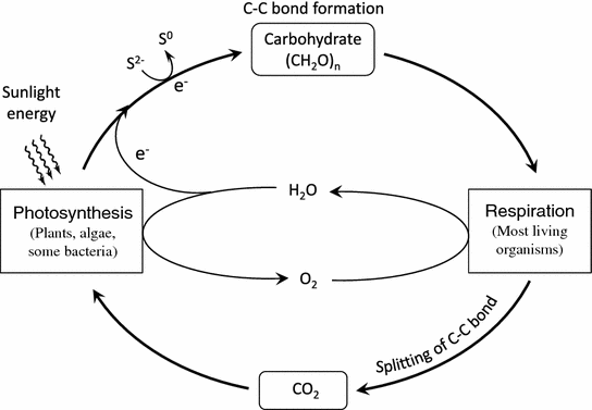 Fundamentals of Photosynthesis for Energy Storage | SpringerLink