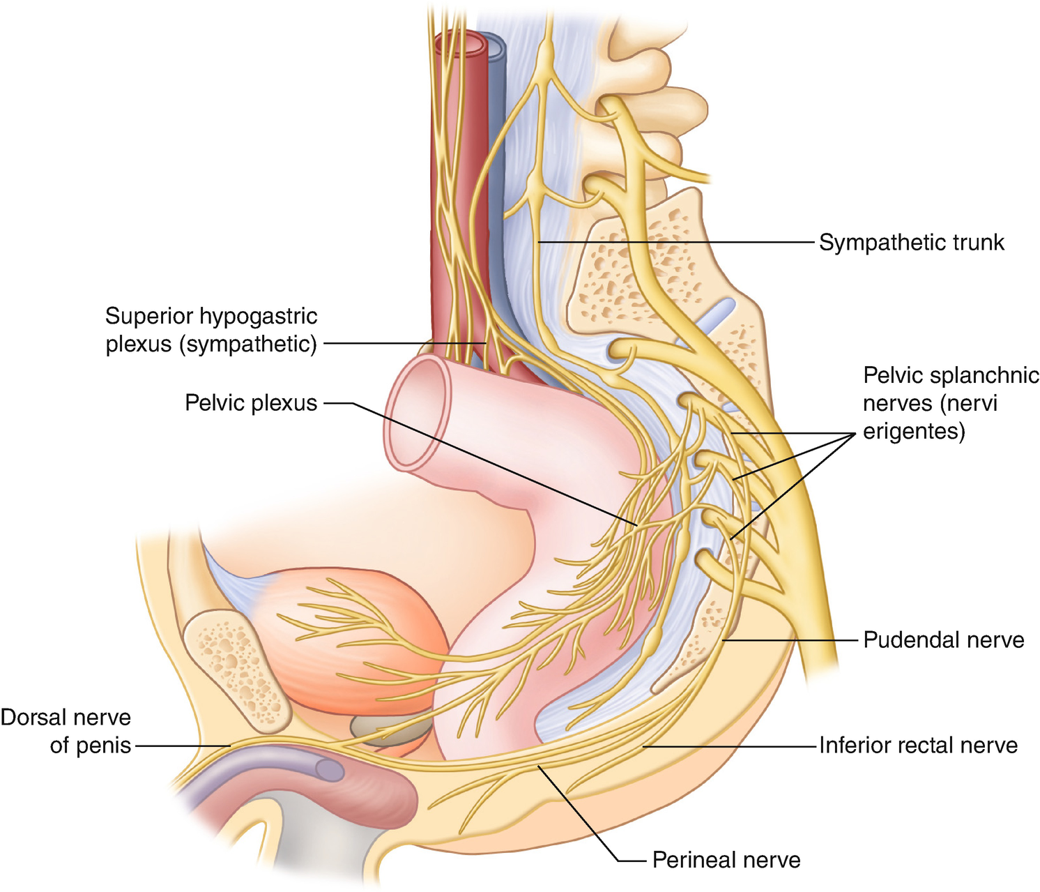 Diagram of the rectum