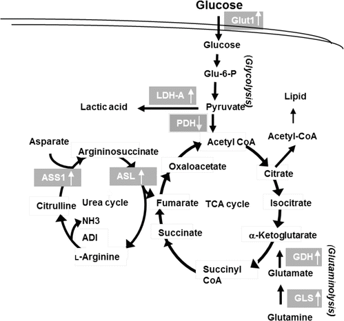 arginine auxotrophic therapeutic mechanisms response cancer fig