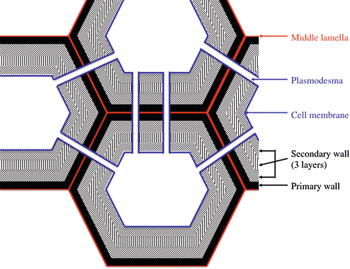 Plant Cell Wall Description Role In Transport And Effect Of Electroporation Springerlink