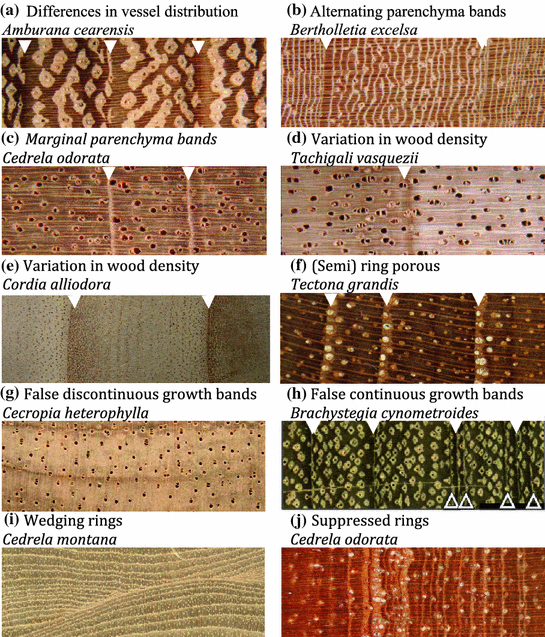 Tree Rings In The Tropics Insights Into The Ecology And Climate Sensitivity Of Tropical Trees Springerlink Tree Rings In The Tropics Insights Into The Ecology And Climate Sensitivity Of Tropical Trees Springerlink