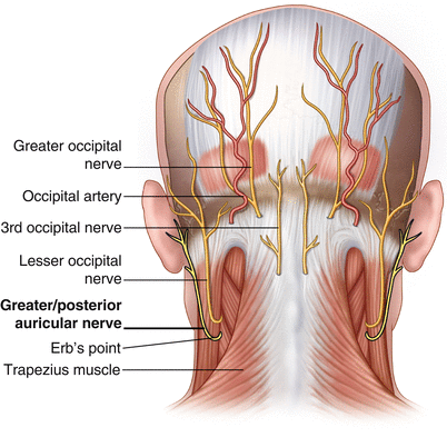 Scielo Brasil Thickening Of The Greater Auricular Nerve In Leprosy Clinical Correlation By Ultrasound Thickening Of The Greater Auricular Nerve In Leprosy Clinical Correlation By Ultrasound