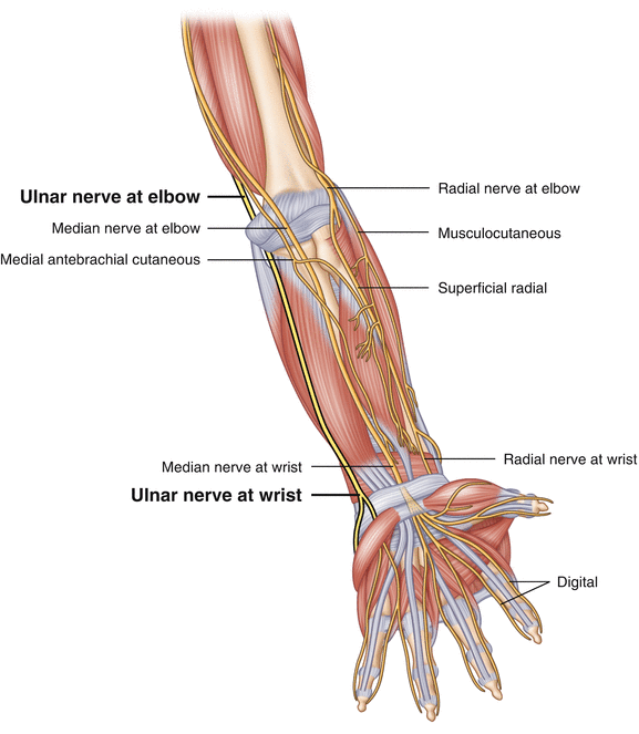 Ulnar Nerve Entrapment | SpringerLink