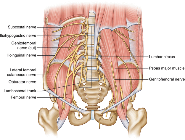 Lumbar Plexus Entrapment: Abdominal | SpringerLink