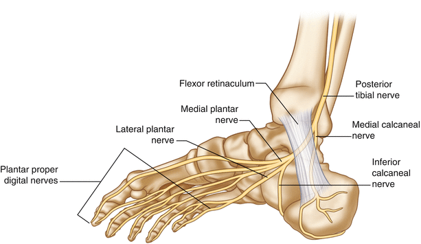 diagram tibial nerve foot today wiring diagram update Sacral Nerves Diagram tibial nerve entrapment springerlink brachial plexus diagram diagram tibial nerve foot