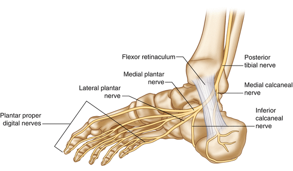 small inferior calcaneal spur