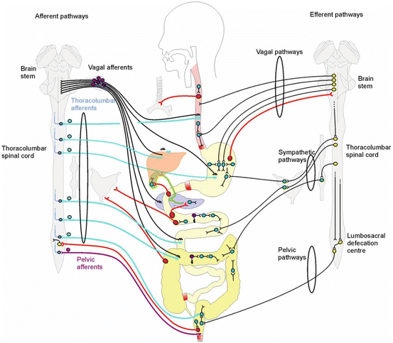 Integrated Neural and Endocrine Control of Gastrointestinal Function