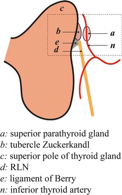 The Ligament Of Berry Springerlink The Ligament Of Berry Springerlink