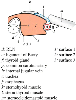 The Ligament Of Berry Springerlink