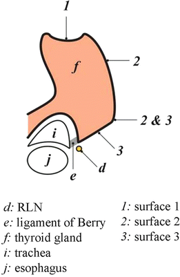 The Ligament Of Berry Springerlink The Ligament Of Berry Springerlink