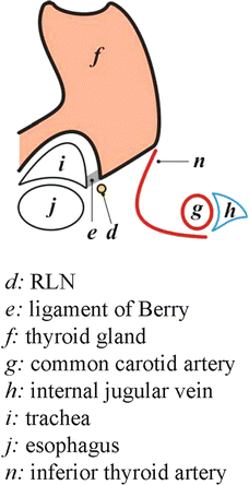 The Ligament Of Berry Springerlink The Ligament Of Berry Springerlink