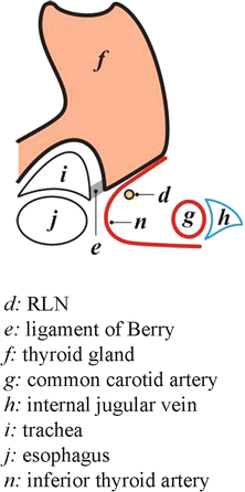 The Ligament Of Berry Springerlink The Ligament Of Berry Springerlink