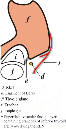 The Ligament Of Berry Springerlink The Ligament Of Berry Springerlink