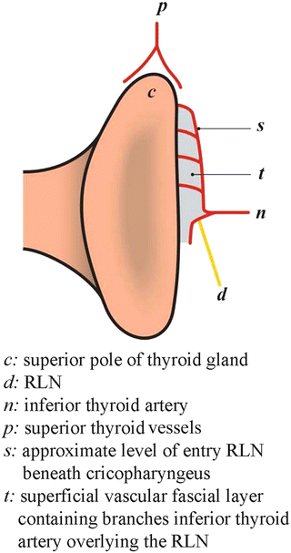 The Ligament Of Berry Springerlink The Ligament Of Berry Springerlink