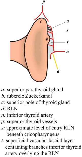 The Ligament Of Berry Springerlink The Ligament Of Berry Springerlink