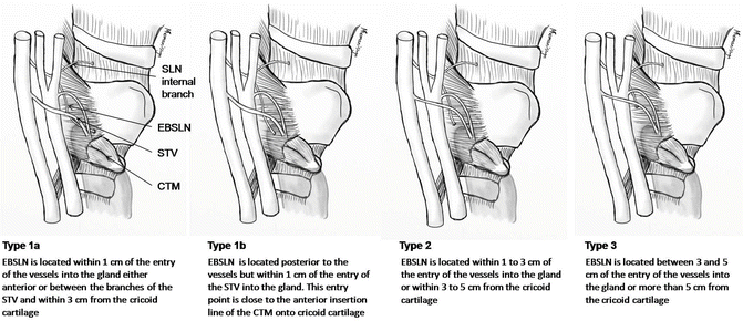 External Branch Of Superior Laryngeal Nerve Ebsln Anatomic Classification Springerlink