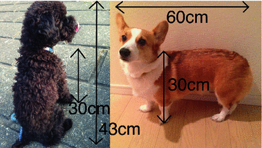 Activity Recognition For Dogs Based On Time Series Data Ysis Fig 13 Size Of Dogs