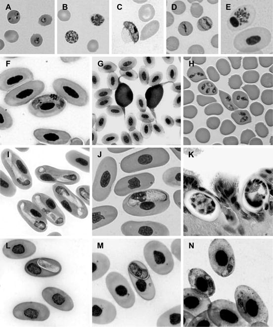az apicomplexa paraziták listája dysbiosis pikkelysömör