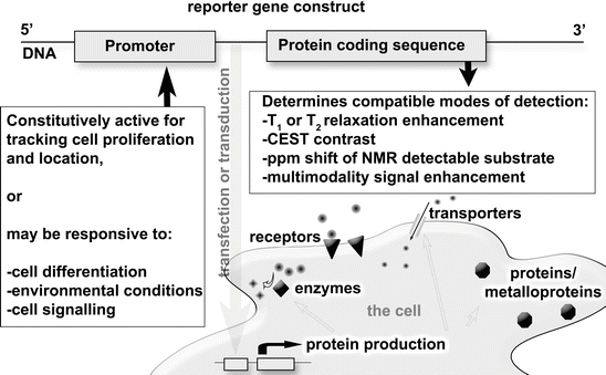 fig 1 diagram of a reporter gene