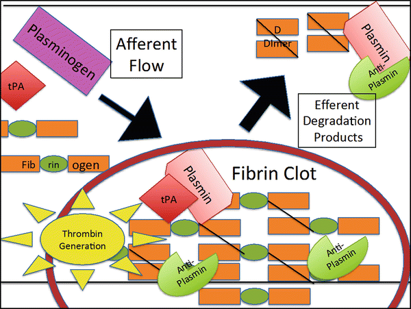 fibrinolysis springerlink fibrinolysis