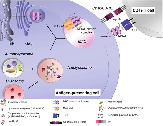 Target Autophagy As A Novel Therapeutic Strategy In Autoimmune