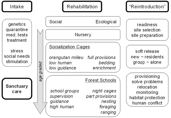Managing Human Orangutan Relationships In Rehabilitation Springerlink