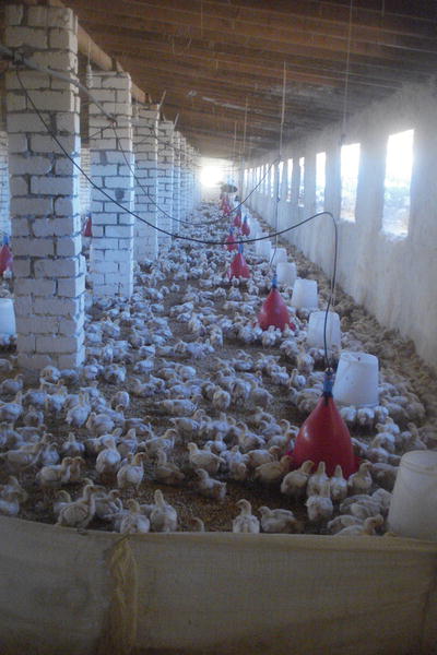 Adaptation And Resilience In Pastoral Management Of The