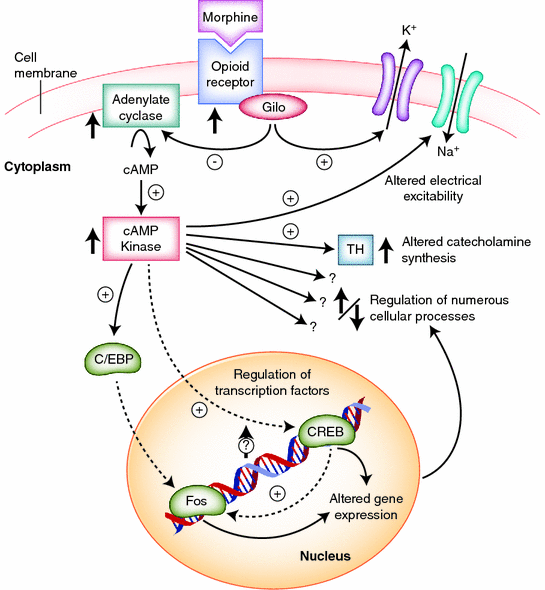 Opioid Pharmacology And Pharmacokinetics Springerlink