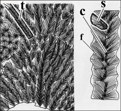 Influences Of Coral Intra Skeletal Organic Matrix On Calcium Carbonate Precipitation Springerlink