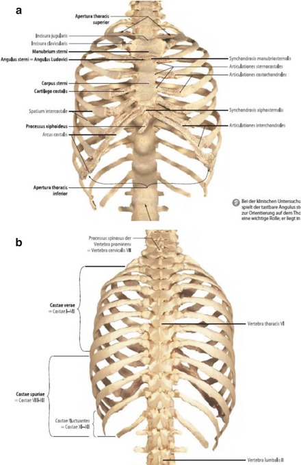 Anatomy of the Chest Wall and the Pleura | SpringerLink