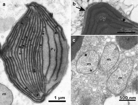 Raphidophyceae (Raphidophyta) | SpringerLink