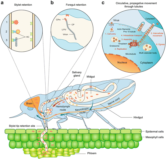 Plant Virus-Vector Interactions: More Than Just for Virus Transmission