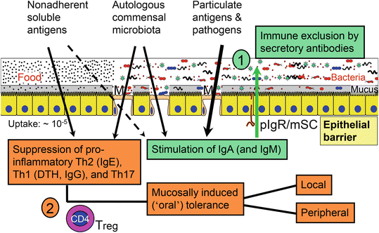 Role Of The Intestinal Immune System In Health Springerlink - 