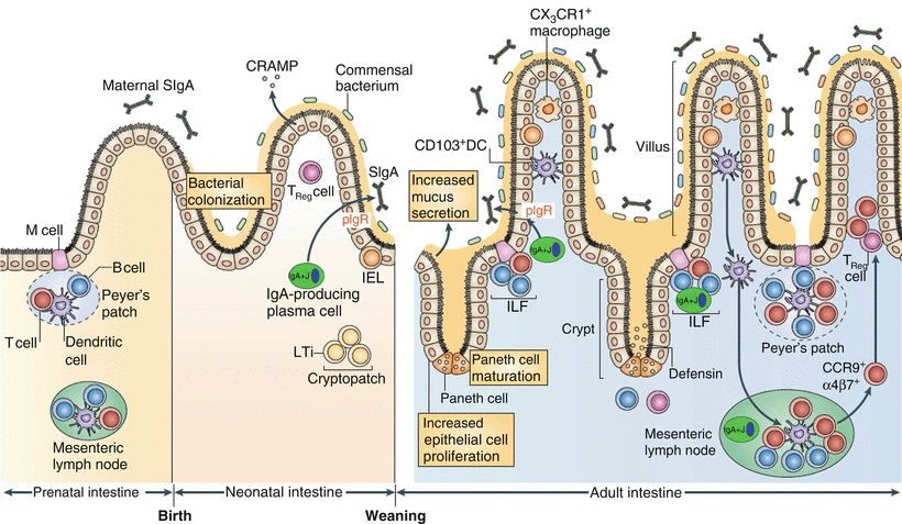 Role of the Intestinal Immune System in Health | SpringerLink
